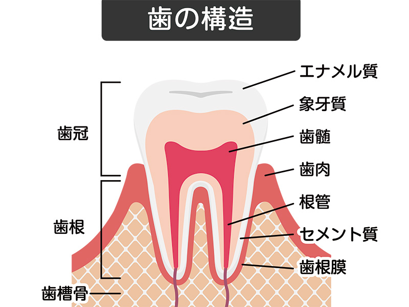   人体で最も硬いエナメル質、その意外な弱点